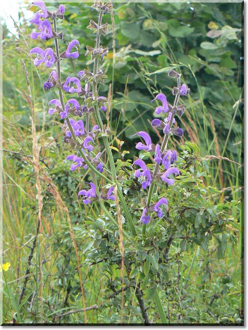 2012-06-24-BALADE-STE GENEVIEVE003.jpg